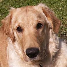 Golden retriever Augustus *Brutus* *R.I.P.*