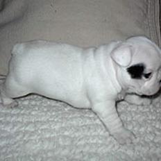 Fransk bulldog Butcho