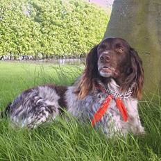 Kleiner münsterländer Bobbie *død*