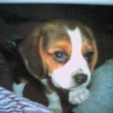 Beagle Magnus aka Bin Laden