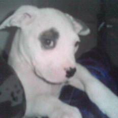 Amerikansk bulldog Ghetto Super Star* R.I.P