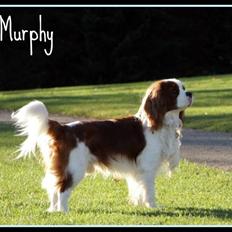 Cavalier king charles spaniel Murphy
