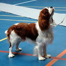 Cavalier king charles spaniel Murphy