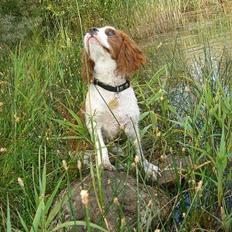 Cavalier king charles spaniel Murphy