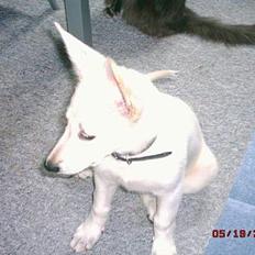 Hvid schæfer beauty