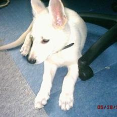 Hvid schæfer beauty