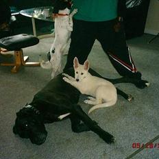 Hvid schæfer beauty