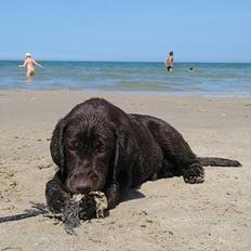Labrador retriever Maggi - Gået bort