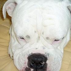 Amerikansk bulldog ozzy osbourne