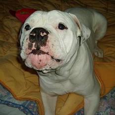 Amerikansk bulldog ozzy osbourne