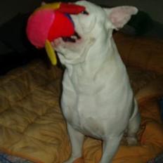 Amerikansk bulldog ozzy osbourne