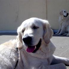 Golden retriever Tulle