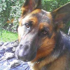 Schæferhund Kira (Har fået fred)