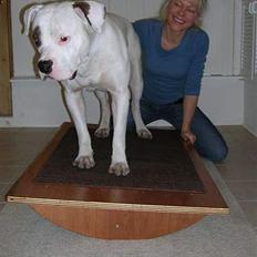 Amerikansk bulldog Ghetto Super Star* R.I.P