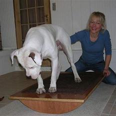 Amerikansk bulldog Ghetto Super Star* R.I.P