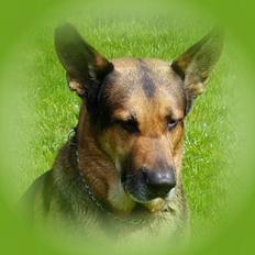 Blanding af racer Cody *DØD*