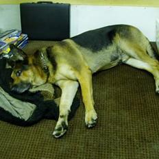 Blanding af racer Cody *DØD*