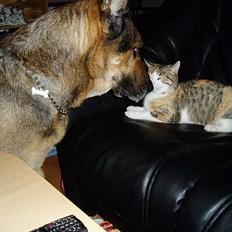 Blanding af racer Cody *DØD*