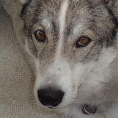 Siberian husky Chiwie