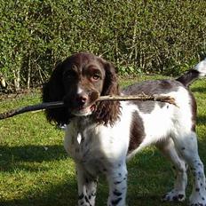 Engelsk springer spaniel Luka