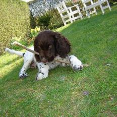 Engelsk springer spaniel Luka