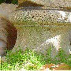 Blanding af racer Oskar