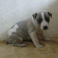 Whippet Rufus IX