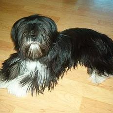 Lhasa apso Cheri