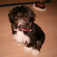 Lhasa apso Cheri