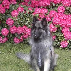 Tervueren Gabriella