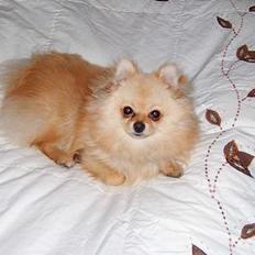 Pomeranian Django