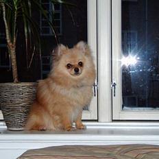 Pomeranian Django