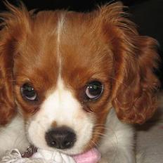 Cavalier king charles spaniel Tulle