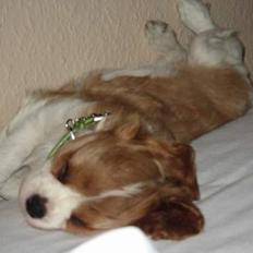 Cavalier king charles spaniel Tulle