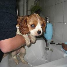 Cavalier king charles spaniel Tulle