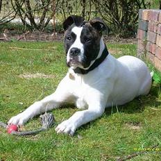 Amerikansk bulldog Frida