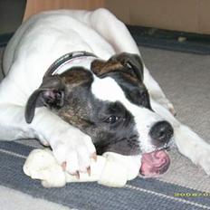 Amerikansk bulldog Frida