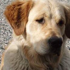 Golden retriever Tjeko