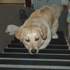 Golden retriever Tjeko