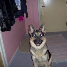 Schæferhund Lion - SAVN :'(