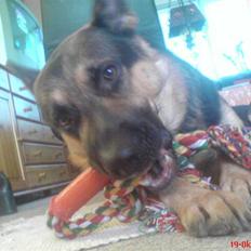 Schæferhund Lion - SAVN :'(