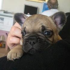 Fransk bulldog Oscar i daglig tale