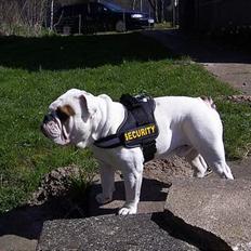 Engelsk bulldog Otto