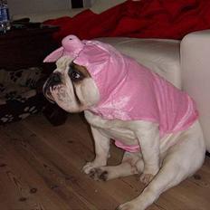 Engelsk bulldog Otto