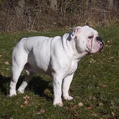 Engelsk bulldog Otto
