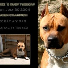 Amerikansk staffordshire terrier Piper