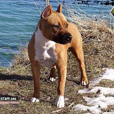 Amerikansk staffordshire terrier Piper