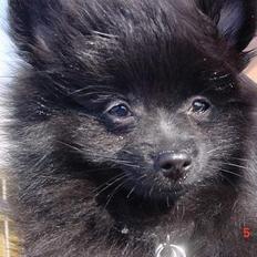 Pomeranian Julius