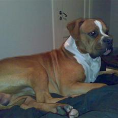 Amerikansk bulldog Chivas