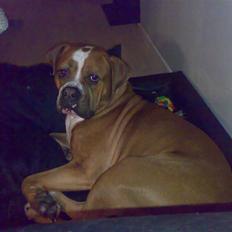 Amerikansk bulldog Chivas